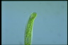 Euglena tripteris