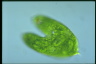 Euglena spirogyra