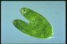 Euglena spirogyra