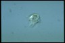Caenomorpha medusula