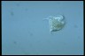 Caenomorpha medusula