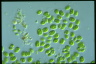 Chlamydomonas