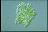 Mayorella viridis