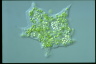 Mayorella viridis