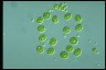 Asterococcus