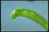 Euglena gigas