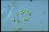 Dimorphococcus lunatus