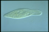 Paramecium