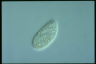 Paramecium trichium