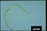 Gloeotilopsis