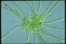 Gloeotilopsis