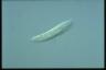 Amphisiella