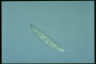 Amphisiella