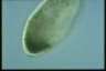 Disematostoma