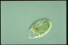 Perispira ovum