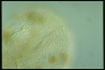 Puytoraciella dibryophryis
