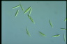 Monoraphidium litorale