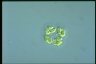 Dimorphococcus