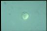 Acanthocystis turfacea