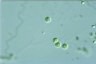 Mischococcus confervicola