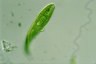 Euglena spirogyra