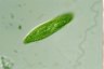 Euglena spirogyra