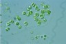 Apiocystis brauniana