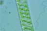 Spirogyra