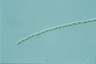 Tribonema elegans