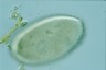 Ophryoglena marina