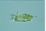 Pyxicola annulata