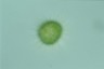 Acanthocystis turfacea