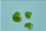 Botryococcus braunii