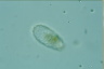 Euglypha tuberculata
