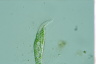 Stichotricha aculeata