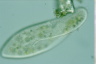 Paramecium caudatum