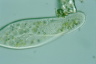 Paramecium caudatum