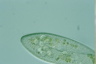 Paramecium caudatum