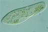 Paramecium caudatum