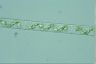 Spirogyra