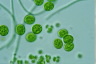 Asterococcus