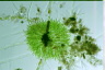 Chaetophora pisiformis