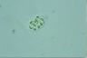 Nephrocytium