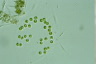 Apiocystis brauniana