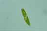 Euglena spirogyra