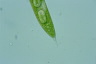 Euglena spirogyra