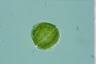 Peridinium bipes