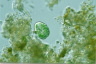 Gymnodinium aeruginosum