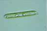 Pinnularia viridis