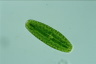 Netrium digitus